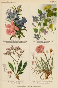 Campanula Medium, Campanula Garganica, Statice Limonium, Armeria Maritima (litografia a cores) de (after) German School