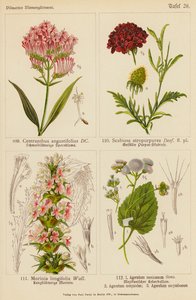 Centranthus Angustifolius, Scabiosa Atropurpurea, Morinia Longifolia, Ageratum Mexicanum, Ageratum Conyzodes, Ageratum Corymbosum (litografia a cores) de (after) German School