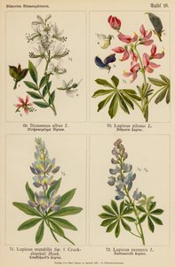 Dictamnus Albus, Lupinus Pilosus, Lupinus Mutabilis, Lupinus Perennis (litografia a cores) de (after) German School