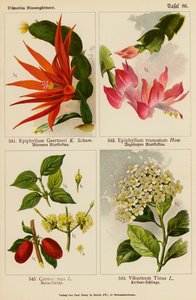 Epiphyllum Gaertneri, Epiphyllum Truncatum, Cornus Mas, Viburnum Tinus (litografia a cores) de (after) German School