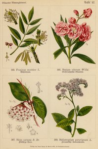 Fraxinus Excelsior, Nerium Odorum, Hoya Carnosa, Heliotropium Peruvianum (litografia a cores) de (after) German School