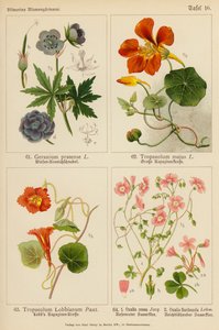 Geranium Pratense, Tropaeolum Majus, Tropaeolum Lobbianum, Oxalis Rosea, Oxalis Floribunda (litografia colorida) de (after) German School