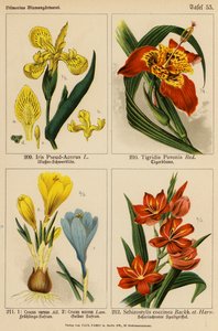 Iris Pseud-Acorus, Tigridia Pavonia, Crocus Vernus, Crocus Aureus, Schizostylis Coccinea (litografia a cores) de (after) German School