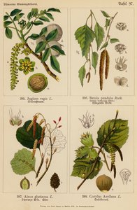 Juglans Regia, Betula Pendula, Alnus Glutinosa, Corylus Avellana (litografia a cores) de (after) German School