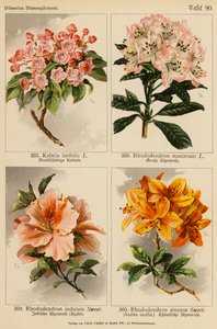 Kalmia Latifolia, Rhododendron Maximum, Rhododendron Indicum, Rhododendron Sinense (litografia a cores) de (after) German School