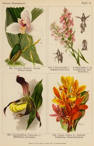 Lycaste Skinneri, Orchis Maculata, Orchis Latifolia, Cypripedilum Calceolus, Canna Indica (litografia a cores) de (after) German School