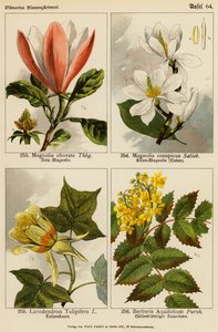 Magnolia Obovata, Magnolia Conspicua, Liriodendron Tulipifera, Berberis Aquifolium (litografia a cores) de (after) German School