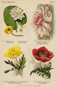 Nymphaea Alba, Nuphar Luteum, Victoria Regia, Papaver Alpinum, Papaver Bracteatum (litografia a cores)