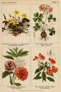 Oxalis Corniculata, Oxalis Deppei, Impatiens Balsamina, Impatiens Sultani (litografia a cores) de (after) German School