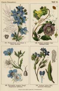 Polemonium Coeruleum, Cobaea Scandens, Nemophila Insignis, Anchusa Italica (litografia a cores) de (after) German School