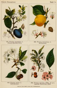 Prunus Domestica, Prunus Armeniaca, Prunus Avium, Prunus Japonica (litografia a cores)