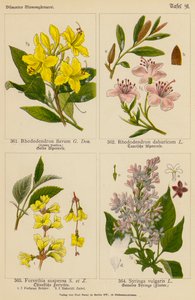 Rhododendron Flavum, Rhododendron Dahuricum, Forsythia Suspensa, Syringa Vulgaris (litografia a cores) de (after) German School