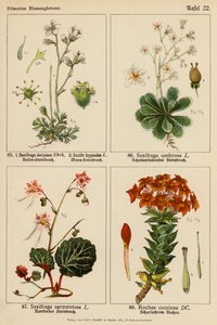 Saxifraga Decipiens, Saxifraga Hypnodes, Saxifraga Umbrosa, Saxifraga Sarmentosa, Rochea Coccinea (litografia a cores) de (after) German School