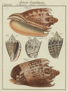 Conchas (gravação a cores)