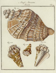 Conchas (gravação a cores) de (after) German School
