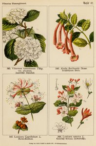 Viburnum Tomentosum, Abelia Floribunda, Lonicera Caprifolium, Lonicera Tatarica (litografia a cores) de (after) German School