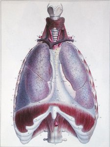 Anatomia dos pulmões, de 