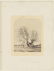 Faia de Pollard no relvado de Smith de 14th Earl of Caithness James Sinclair