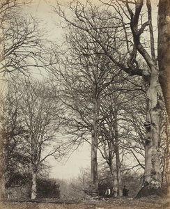 Faia da Rainha Adelaide, antes de 1864. de 14th Earl of Caithness James Sinclair