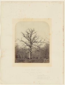Carvalho da Rainha Ana de 14th Earl of Caithness James Sinclair