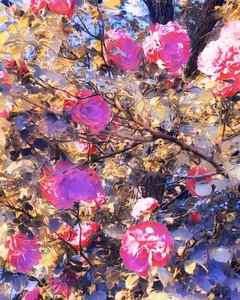 Rosas para a Virgem Maria. de Margareta Uliarte