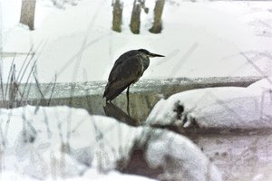 Garça-real na neve