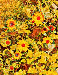 Girassóis para Van Gogh.