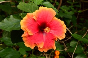 Rosas fotografadas contra um fundo suave, natural e artístico.