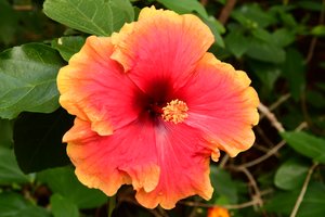 Rosas fotografadas contra um fundo suave, natural e artístico.
