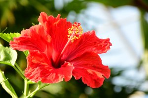 Rosas fotografadas contra um fundo suave, natural e artístico.