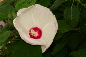 Rosas fotografadas contra um fundo suave, natural e artístico. de Albert Mansour