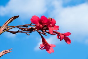 Rosas fotografadas contra um fundo suave, natural e artístico.