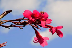 Rosas fotografadas contra um fundo suave, natural e artístico.