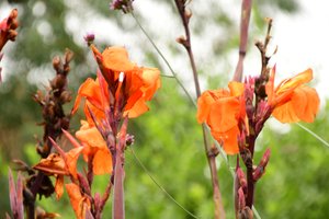 Rosas fotografadas contra um fundo suave, natural e artístico.