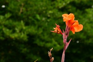 Rosas fotografadas contra um fundo suave, natural e artístico.