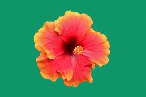 Arte floral em estilo de pintura a óleo