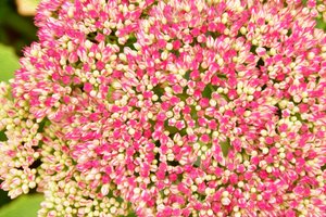 Arte floral em estilo de pintura a óleo