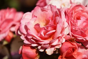 Arte floral em estilo de pintura a óleo