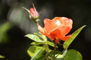 Arte floral em estilo de pintura a óleo de Albert Mansour