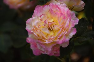 Arte floral em estilo de pintura a óleo de Albert Mansour