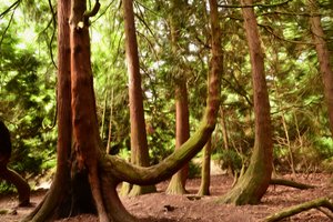 Pintura a óleo: Natureza e floresta de Albert Mansour