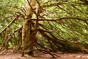 Pintura a óleo: Natureza e floresta