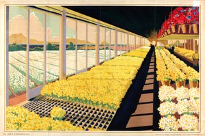 Sem título, da série "Bolbos para jardins domésticos" (litografia a cores) de A.A. Moores