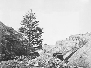 Thousand Mile Tree em Wilhelmina&39;s Pass com um grupo de pessoas na base e um homem no ápice da árvore próximo à ferrovia.