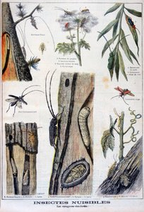 Insetos nocivos que são destrutivos para as florestas, 1897 de A Clement