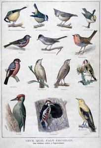 Aves úteis na agricultura, 1896 de A Clement