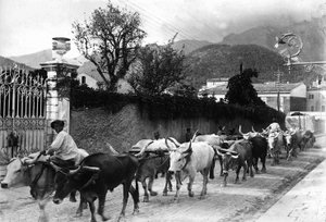 Alguns bois usados para o transporte de mármore das pedreiras apuanas são feitos para caminhar por uma estrada em Carrara (foto a p/b)