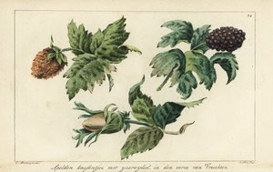 Padrões de bordados para frutas, bagas e bolotas