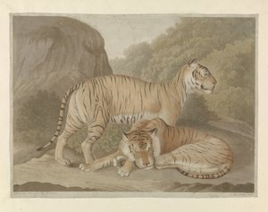 Dois tigres em uma paisagem