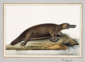 Ornitorrinco de A. Prevost